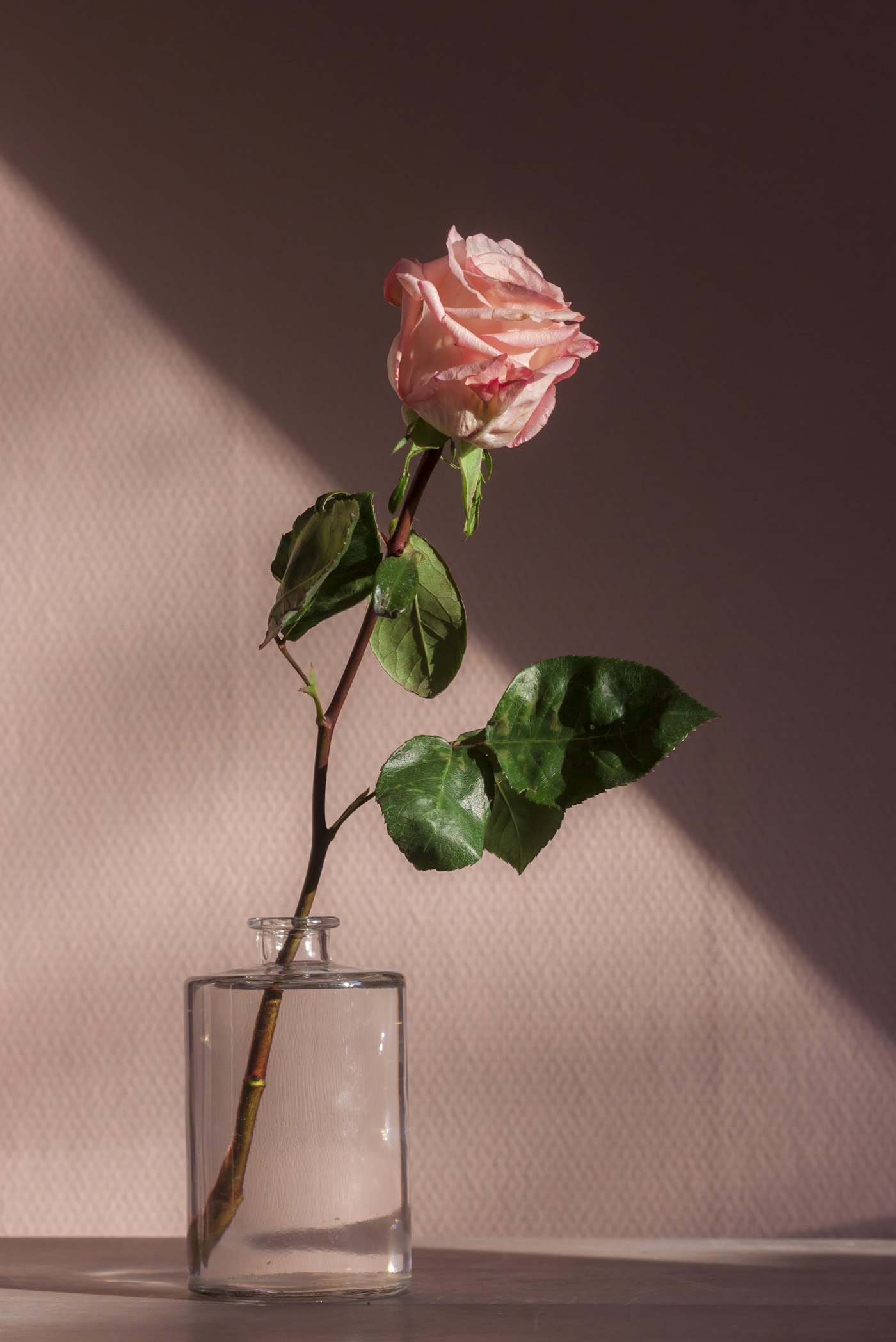Verse bloemen & planten