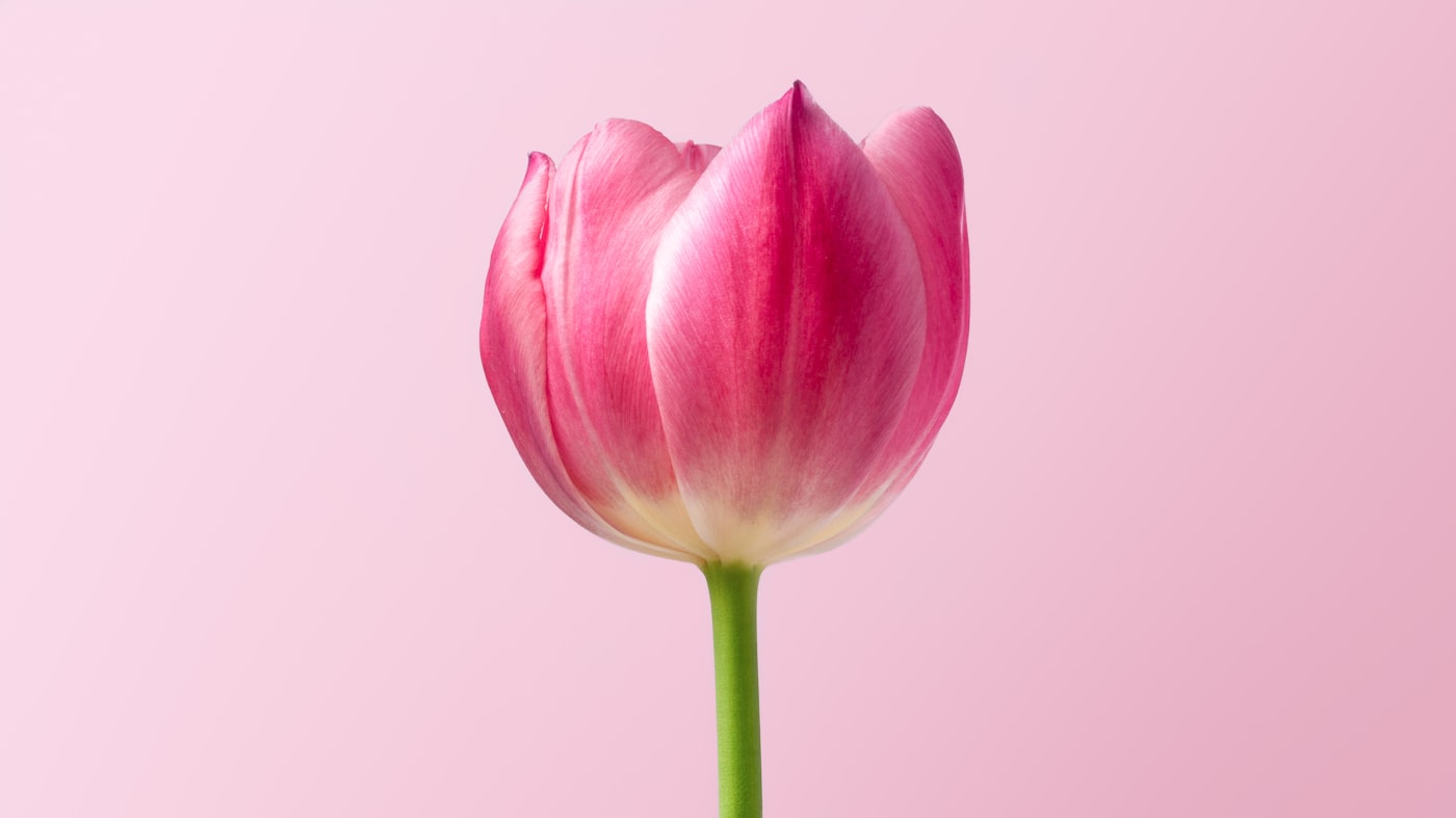 Bloemsierkunst De Lotus